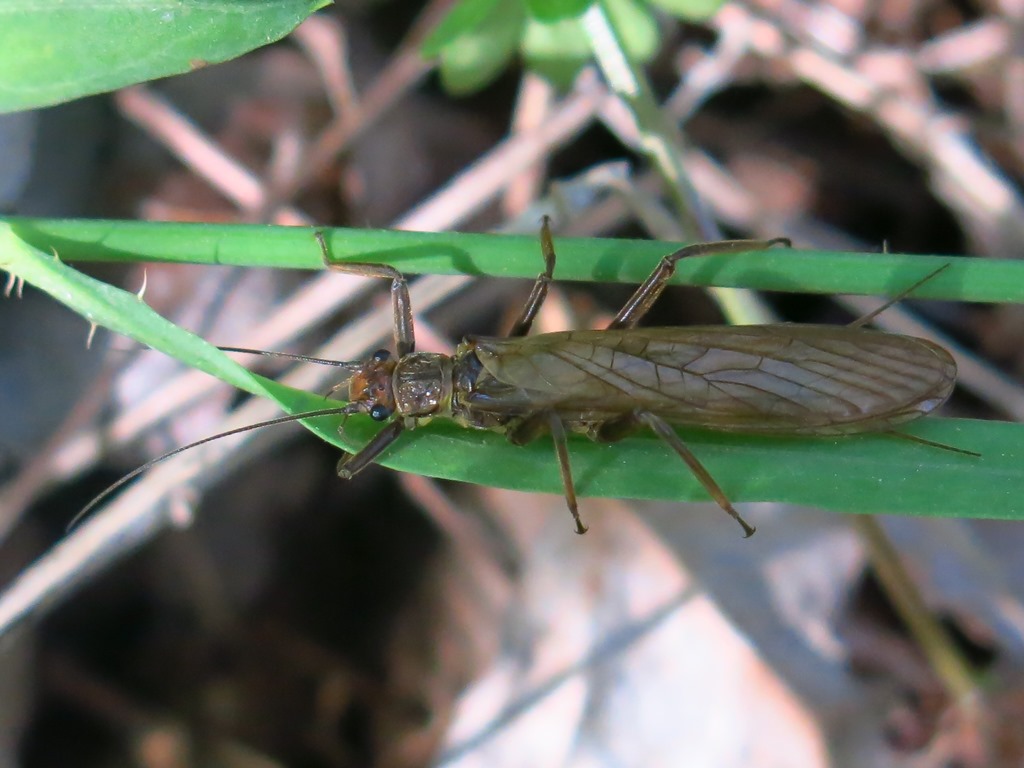 Dinocras cephalotes (Perlidae)