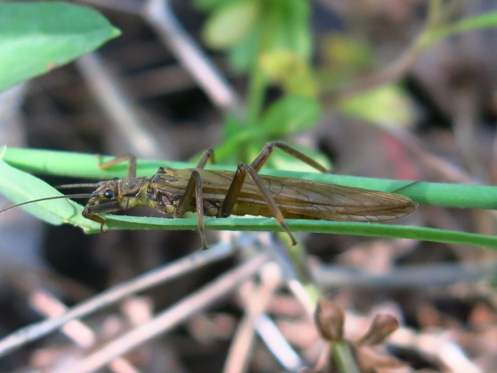 Dinocras cephalotes (Perlidae)