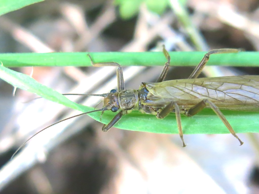 Dinocras cephalotes (Perlidae)