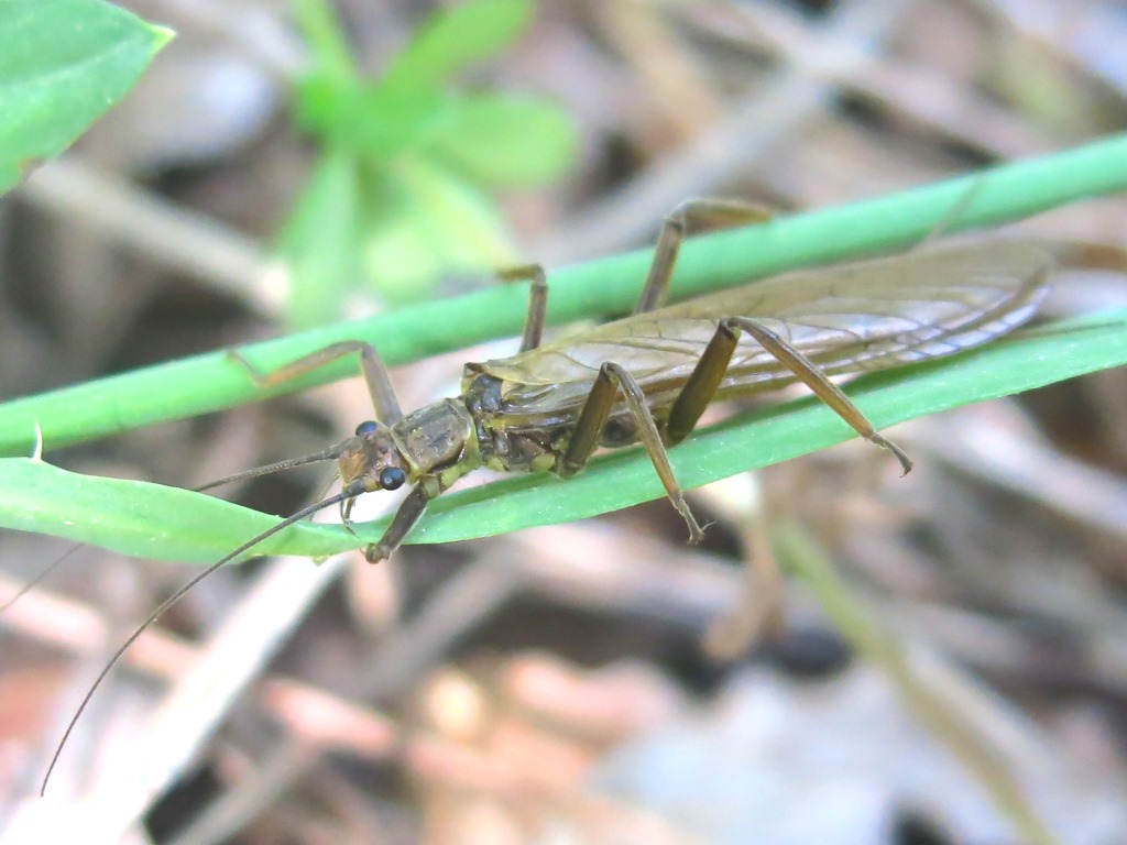 Dinocras cephalotes (Perlidae)