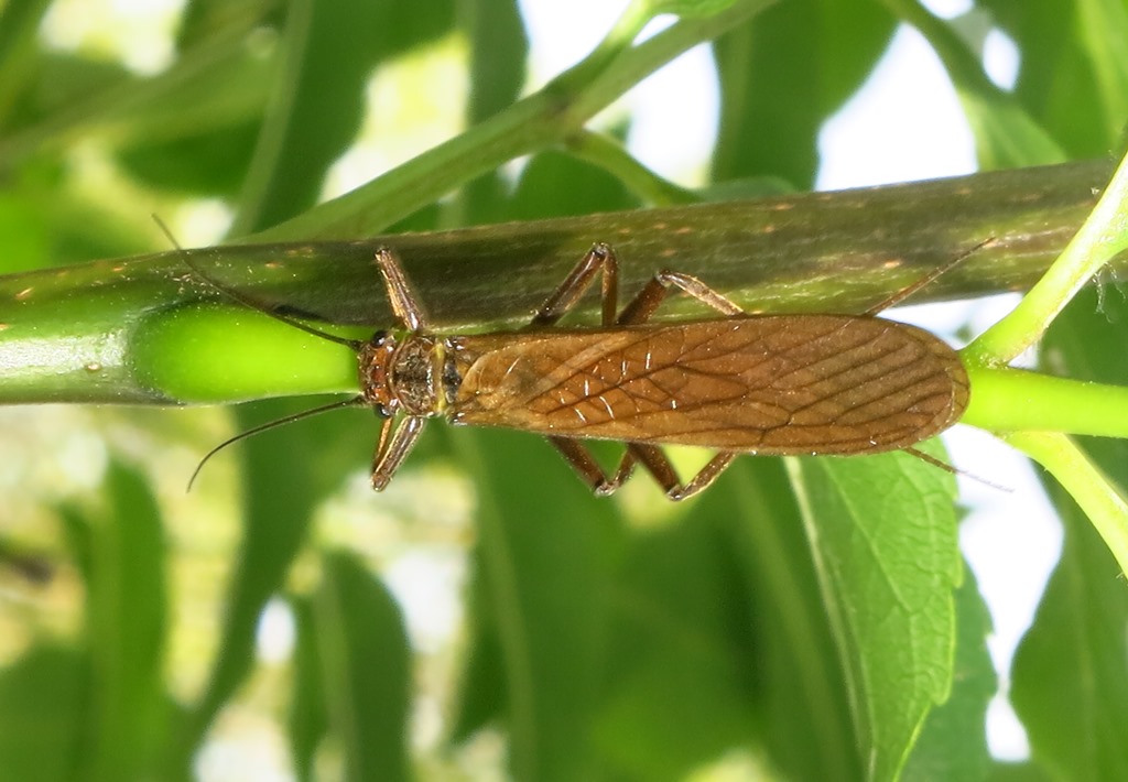 Dinocras cephalotes (Perlidae)