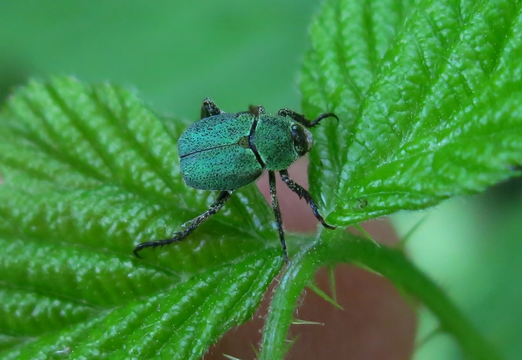 Scarabaeidae - Hoplia argentea? No Hoplia minuta, Rutelidae