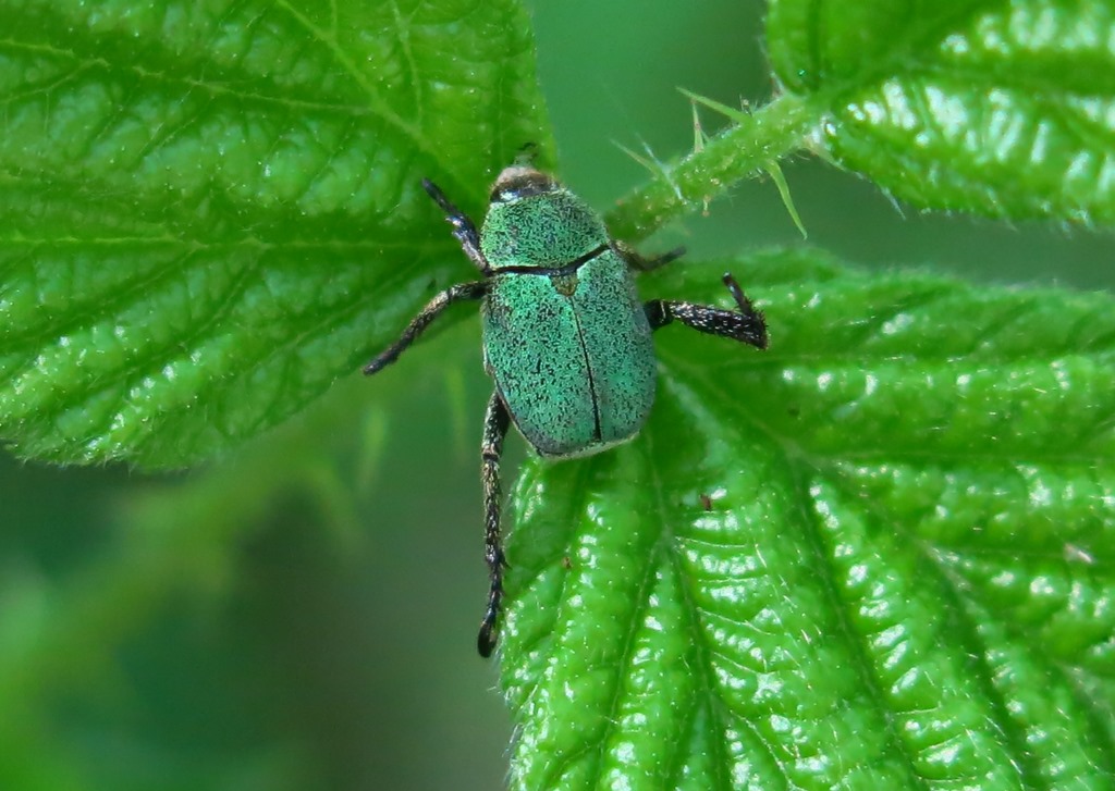 Scarabaeidae - Hoplia argentea? No Hoplia minuta, Rutelidae