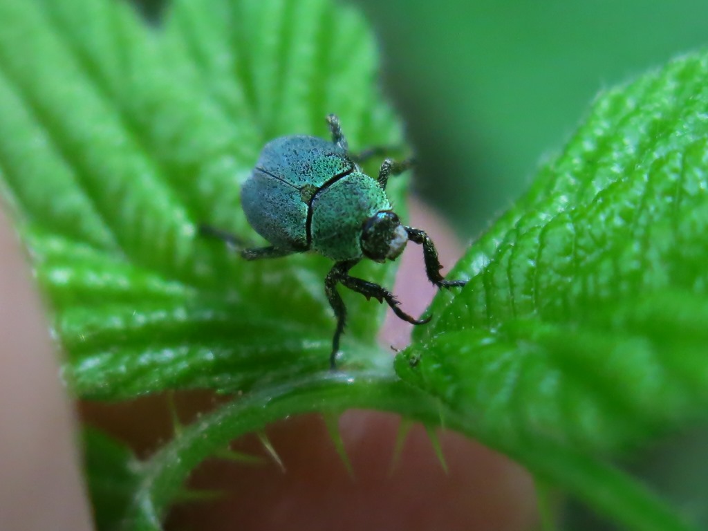 Scarabaeidae - Hoplia argentea? No Hoplia minuta, Rutelidae