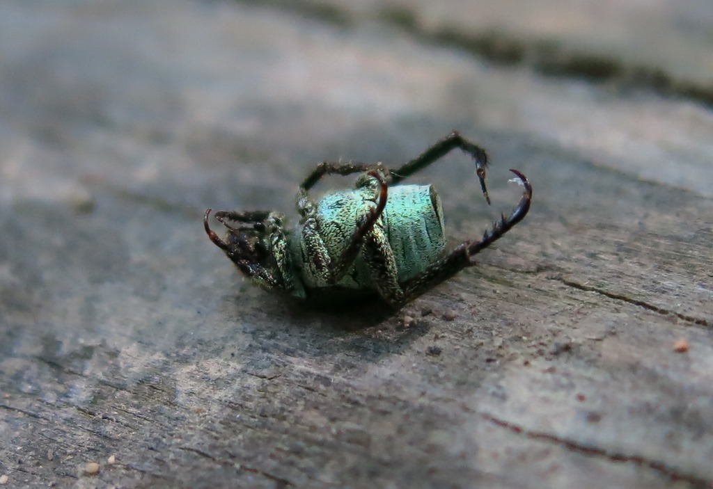 Scarabaeidae - Hoplia argentea? No Hoplia minuta, Rutelidae