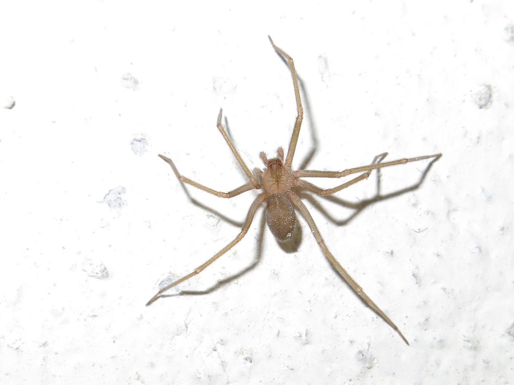 Loxosceles rufescens, maschio - S. Maria Capua Vetere (CE)