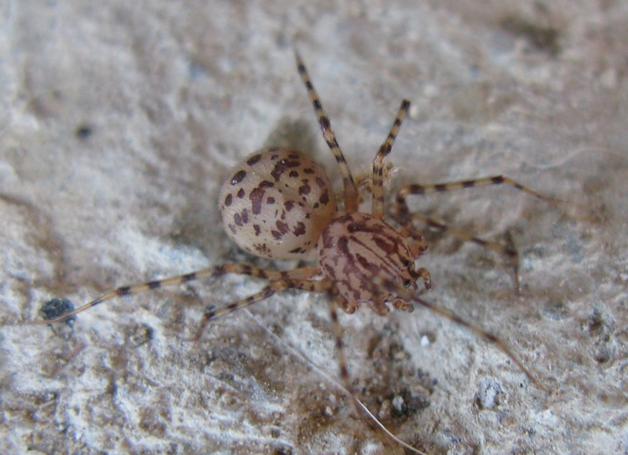Loxosceles rufescens, maschio - S. Maria Capua Vetere (CE)