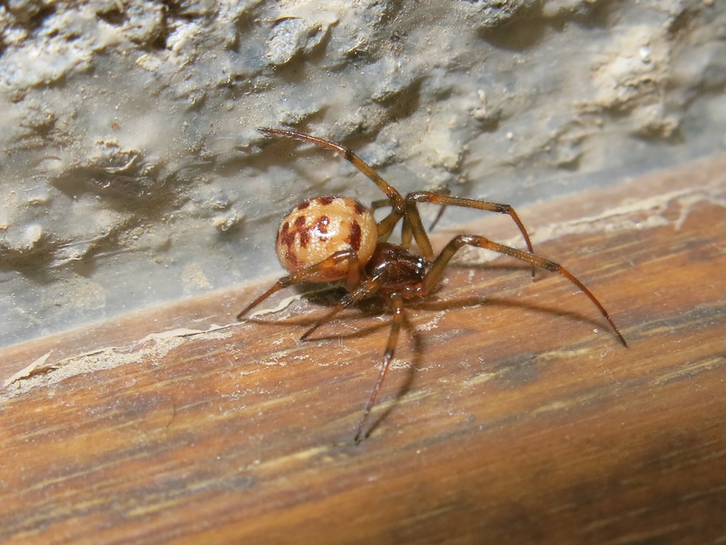 Loxosceles rufescens, maschio - S. Maria Capua Vetere (CE)