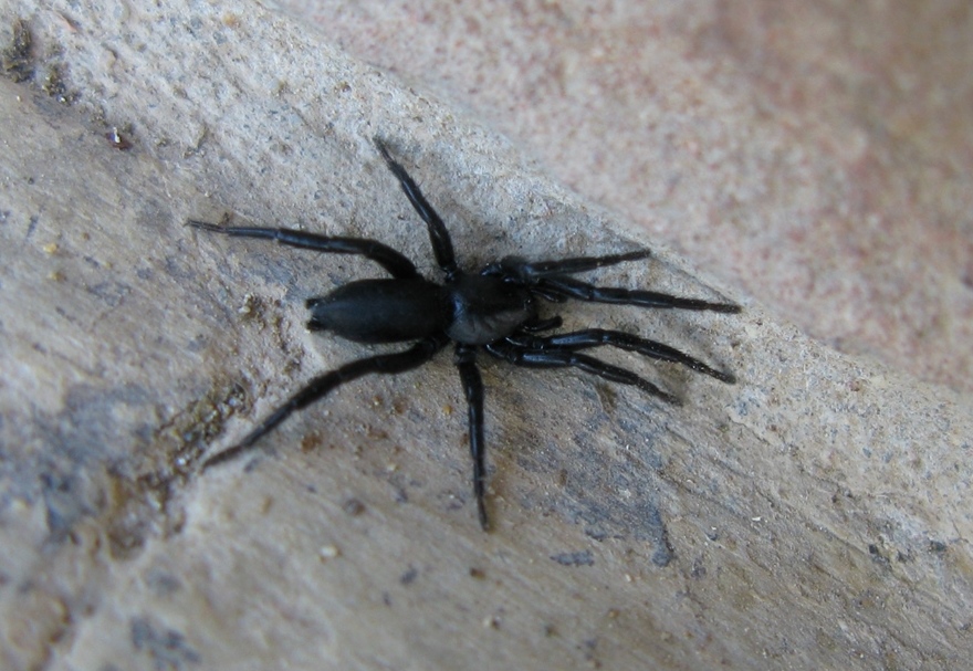 Loxosceles rufescens, maschio - S. Maria Capua Vetere (CE)