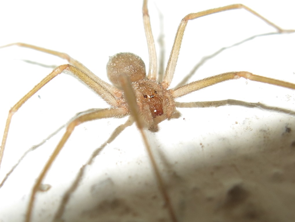 Loxosceles rufescens, maschio - S. Maria Capua Vetere (CE)