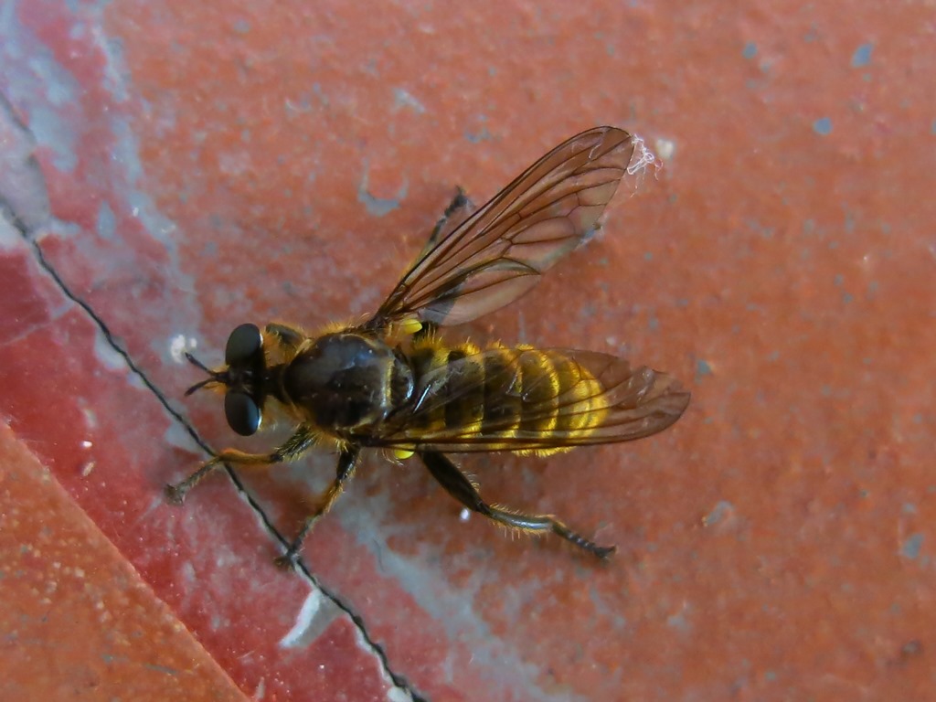 Asilidae - Choerades fimbriata? Si, maschio