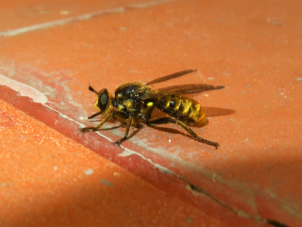 Asilidae - Choerades fimbriata? Si, maschio