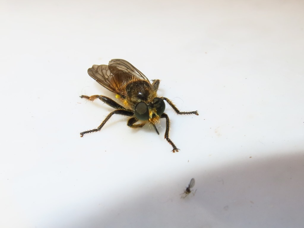 Asilidae - Choerades fimbriata? Si, maschio