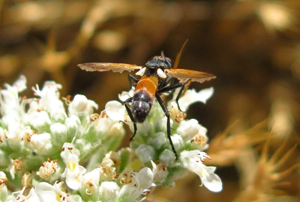 Tachinidae - Cylindromyia rufifrons?  Cylindromyia cfr. rufifrons