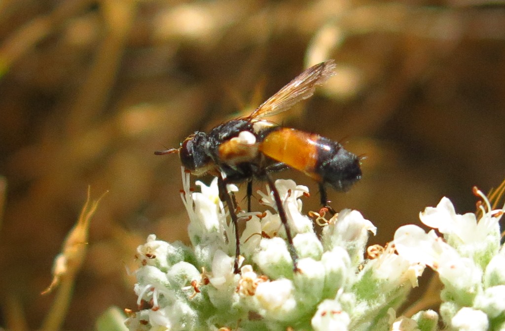 Tachinidae - Cylindromyia rufifrons?  Cylindromyia cfr. rufifrons