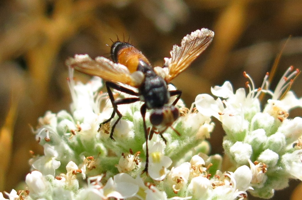 Tachinidae - Cylindromyia rufifrons?  Cylindromyia cfr. rufifrons