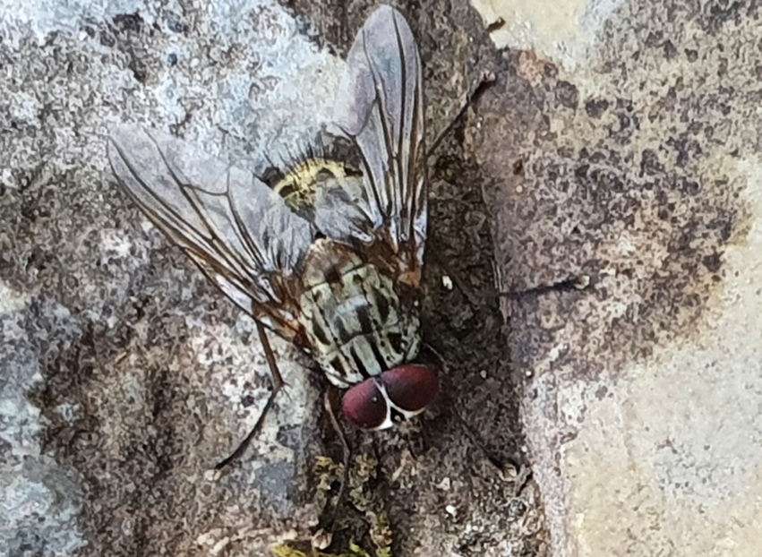 Phaonia sp. (Muscidae)