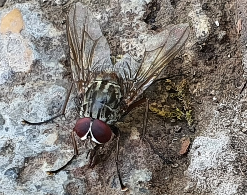 Phaonia sp. (Muscidae)