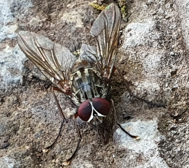 Phaonia sp. (Muscidae)
