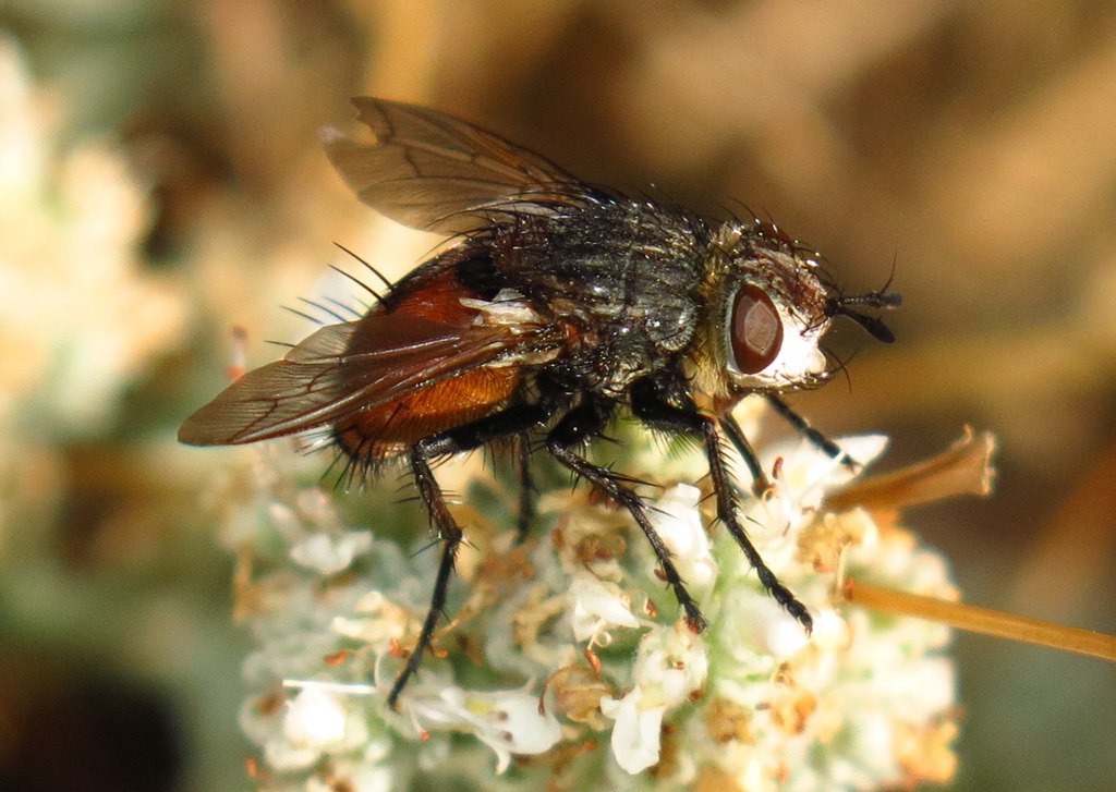 Tachinidae: Peleteria sp. (prompta o rubescens)