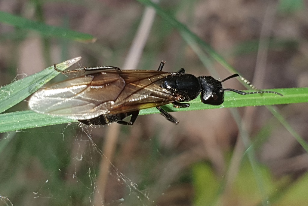 Formicidae: Camponotus sp., femmina