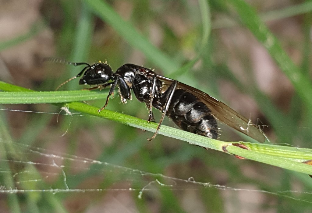 Formicidae: Camponotus sp., femmina