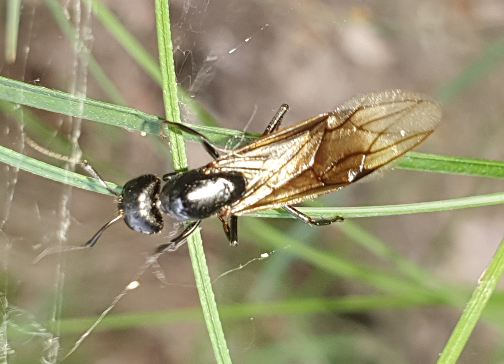Formicidae: Camponotus sp., femmina