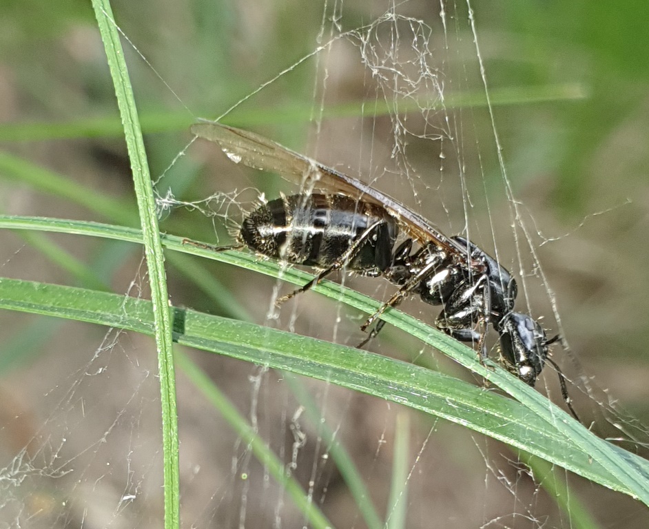 Formicidae: Camponotus sp., femmina