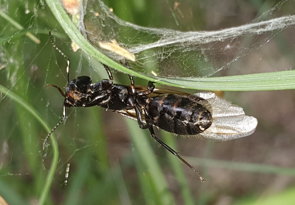 Formicidae: Camponotus sp., femmina