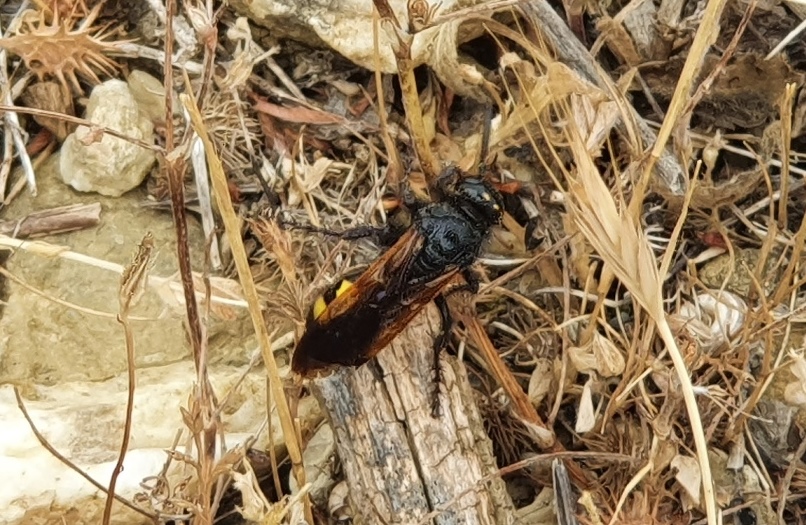 Scoliidae: femmine di Scolia fuciformis