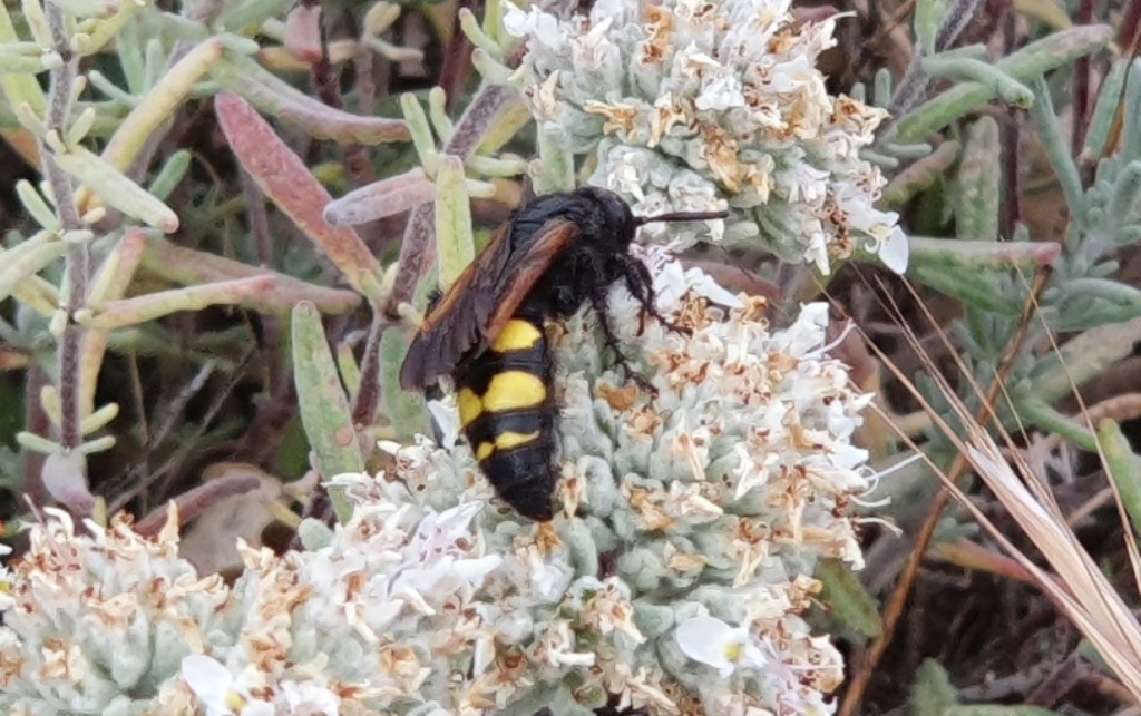 Scoliidae: femmine di Scolia fuciformis