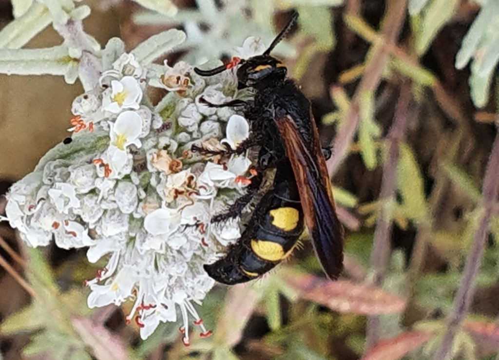 Scoliidae: femmine di Scolia fuciformis