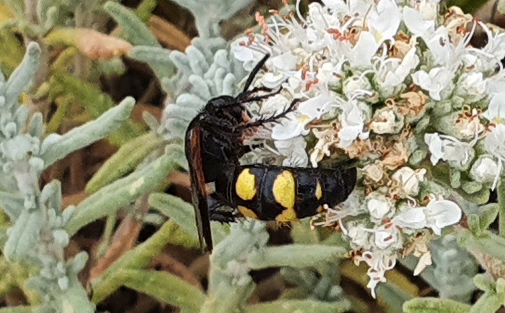 Scoliidae: femmine di Scolia fuciformis