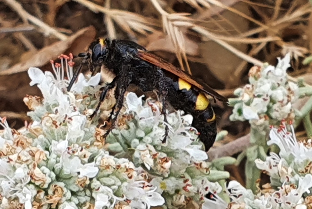 Scoliidae: femmine di Scolia fuciformis