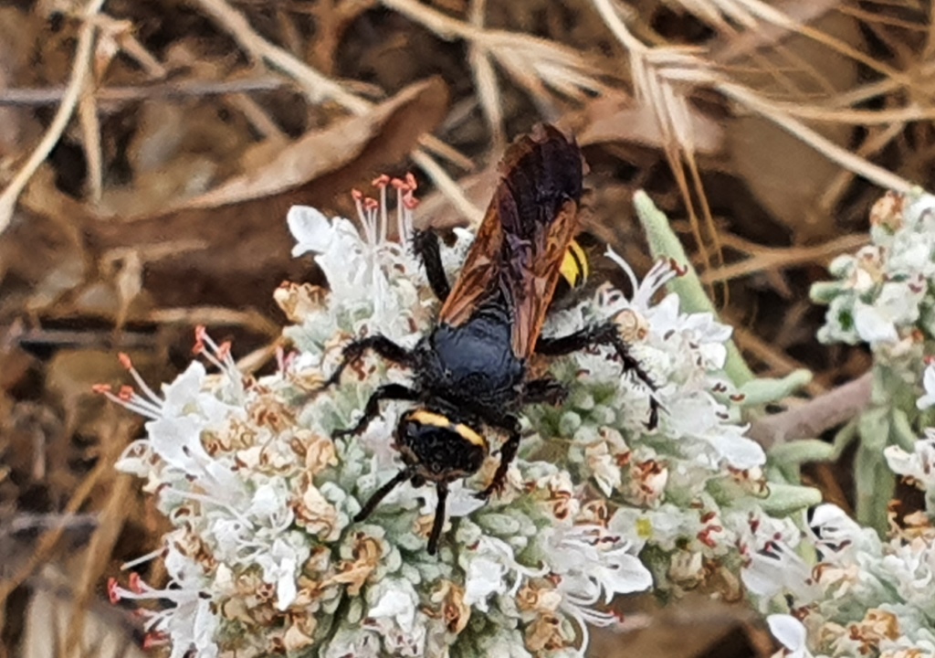 Scoliidae: femmine di Scolia fuciformis