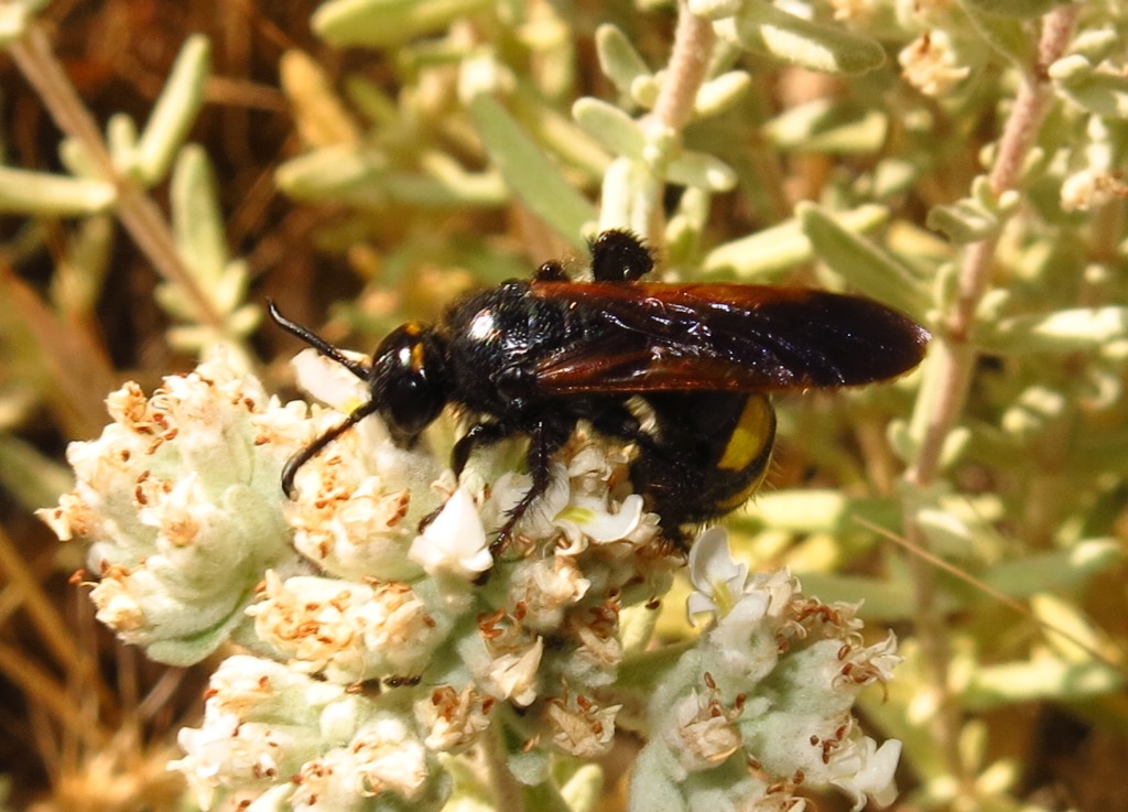 Scoliidae: femmine di Scolia fuciformis