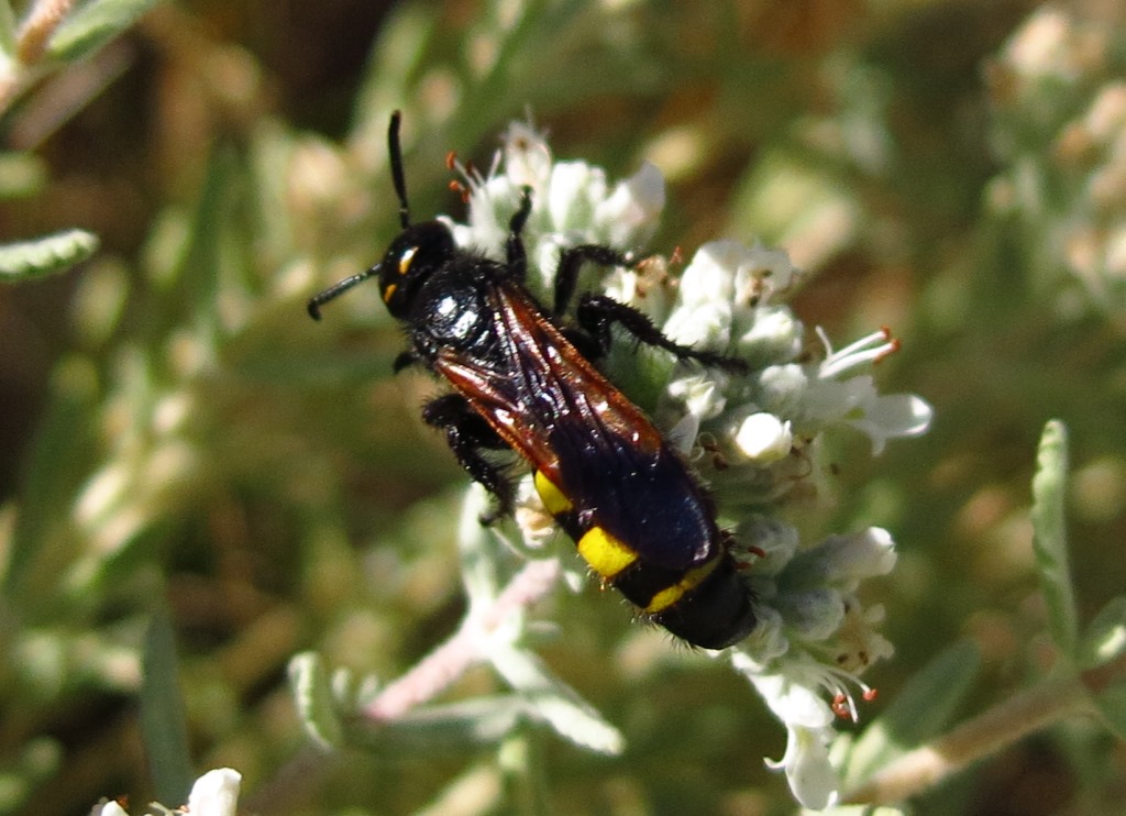 Scoliidae: femmine di Scolia fuciformis