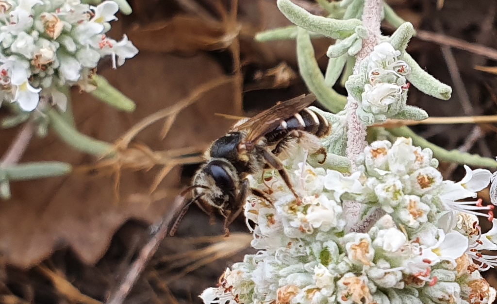 Apidae: Andrena (Holandrena) sp.