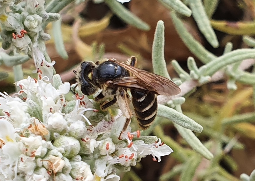 Apidae: Andrena (Holandrena) sp.