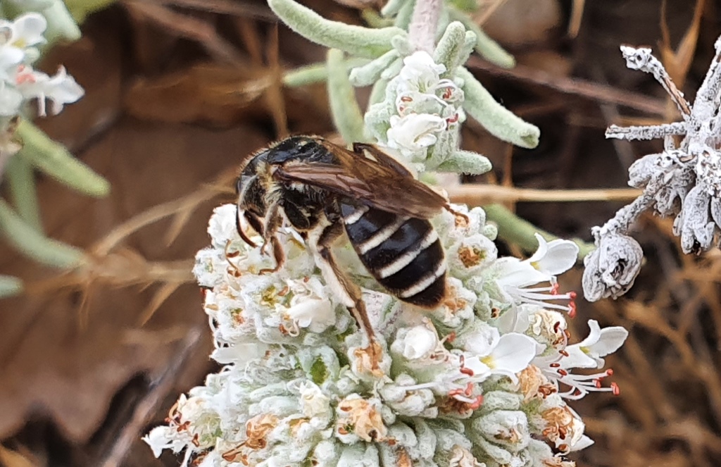 Apidae: Andrena (Holandrena) sp.