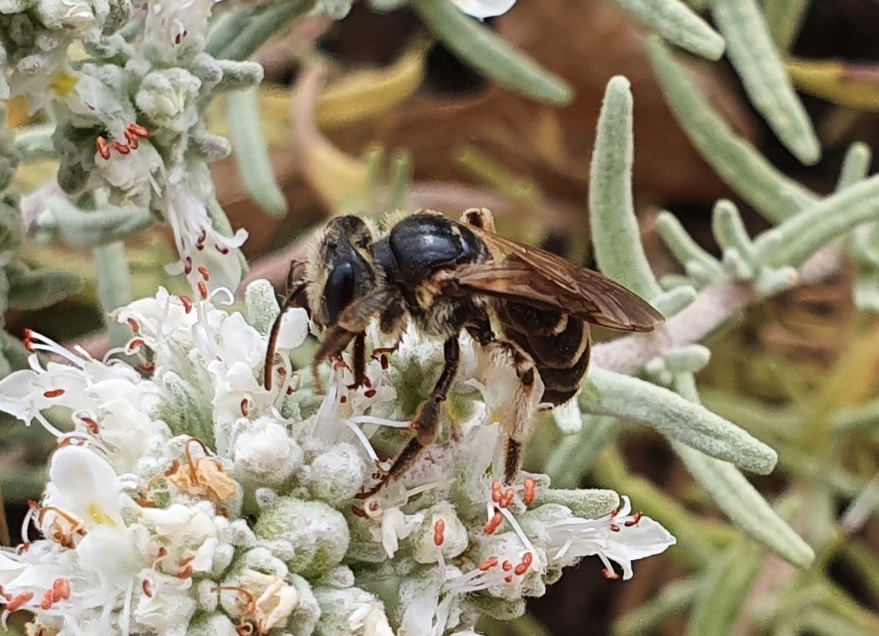 Apidae: Andrena (Holandrena) sp.