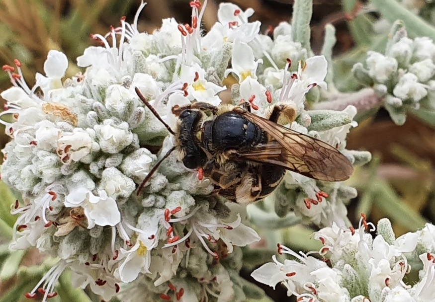 Apidae: Andrena (Holandrena) sp.