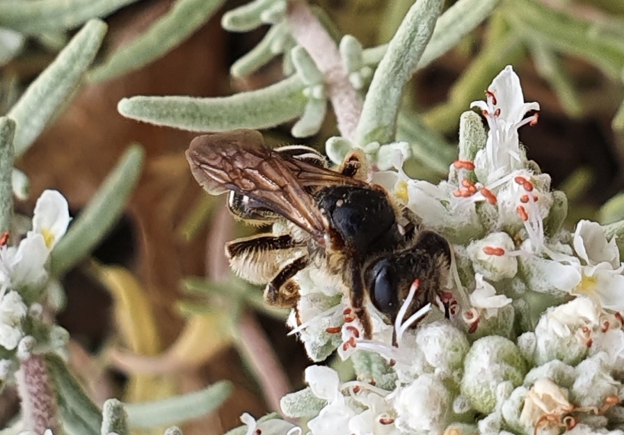 Apidae: Andrena (Holandrena) sp.