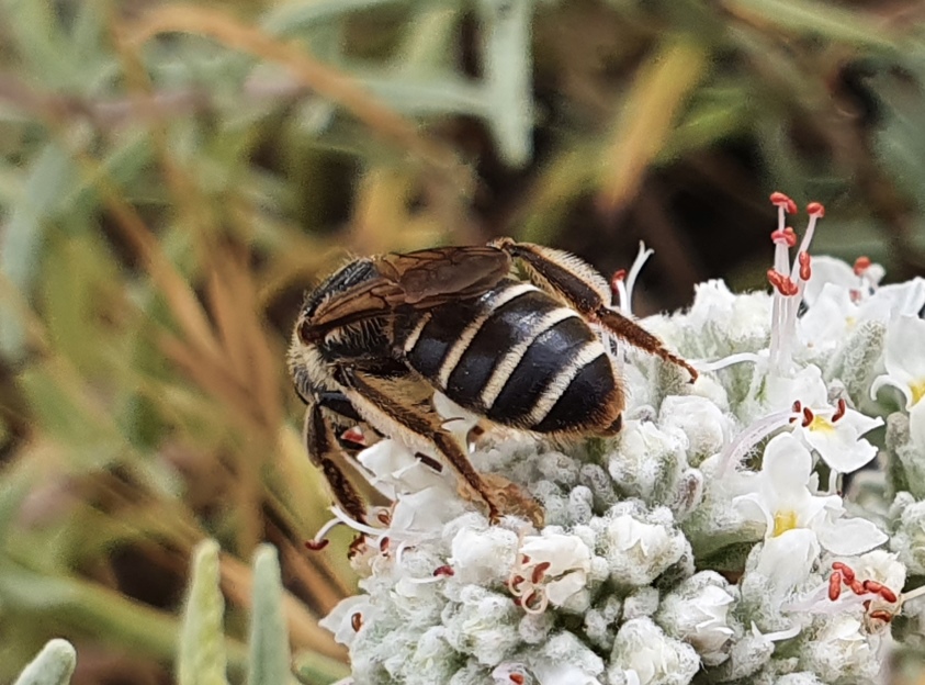 Apidae: Andrena (Holandrena) sp.