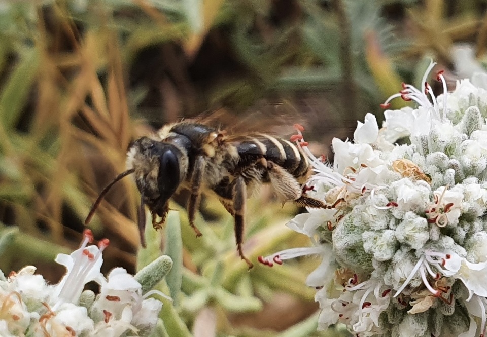 Apidae: Andrena (Holandrena) sp.
