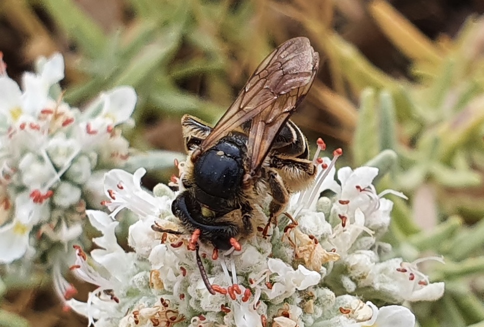 Apidae: Andrena (Holandrena) sp.