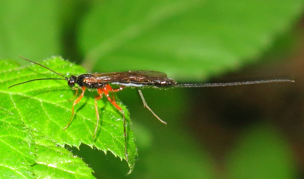 Ichneumonidae - Rhyssella approximator?