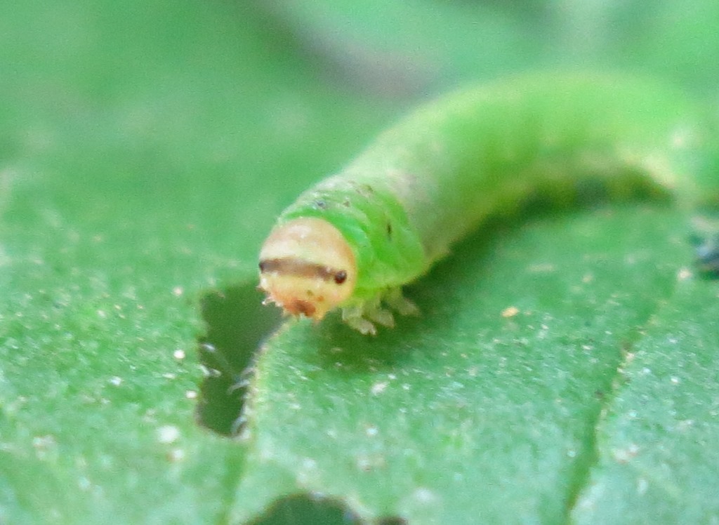 Larva di Tenthredinidae?