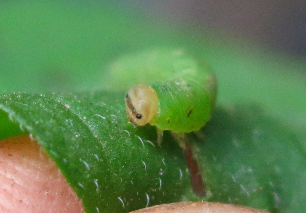 Larva di Tenthredinidae?