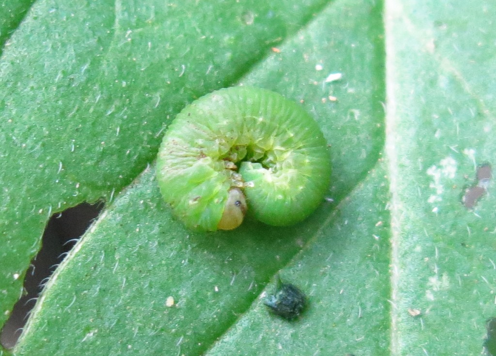 Larva di Tenthredinidae?